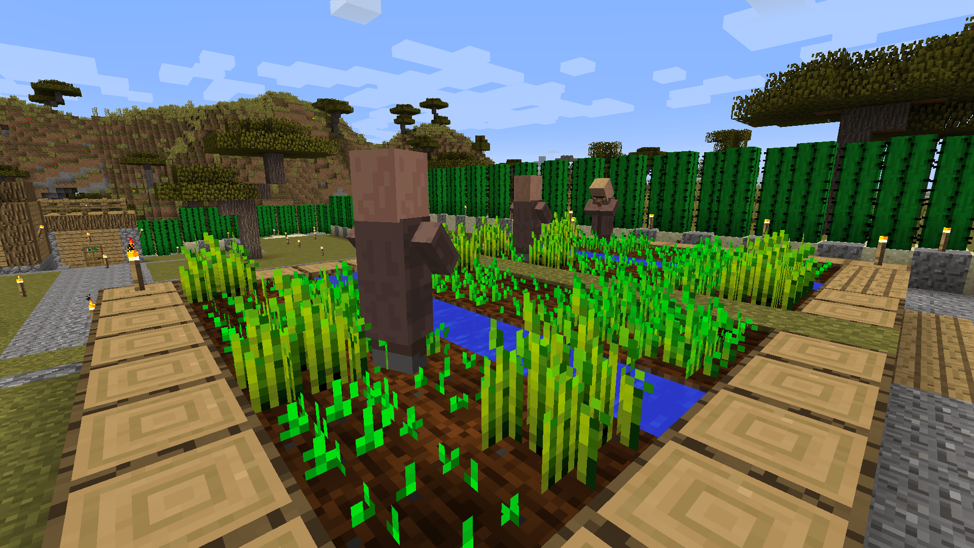 cactus city (2)